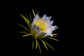 火龙果花
