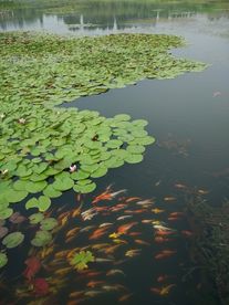 红荷湿地