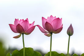 莲花