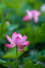 莲花池