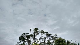 白云天下的树