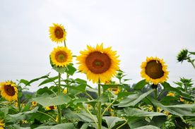 向日葵花