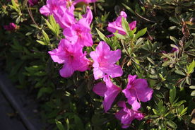 杜鹃花