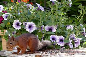 小松鼠吃坚果图片