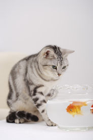 猫咪