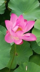 大荷花
