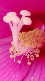 蜀葵