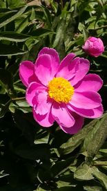 芍药花开
