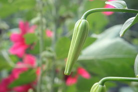 百合花花苞