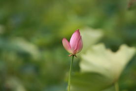 孤芳的荷花