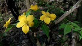 高山野花