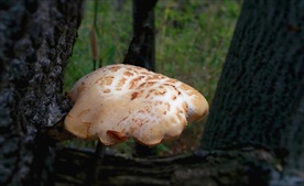 野香菇
