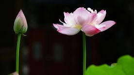 荷花