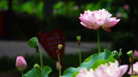 荷花