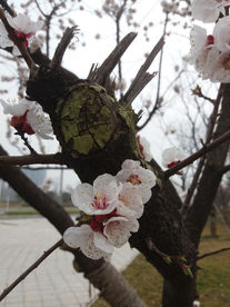 梅树