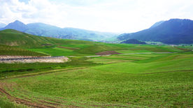 绿油油