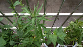 阳台绿色植物