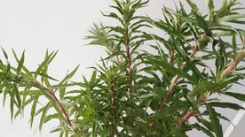 赶黄草