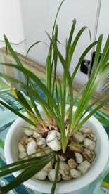 石菖蒲