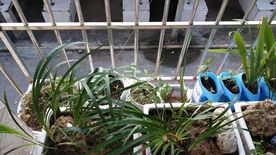 石菖蒲