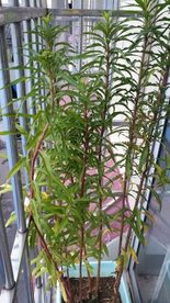 赶黄草