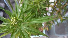赶黄草
