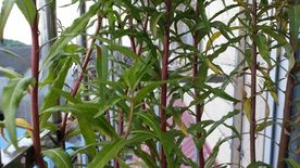 赶黄草