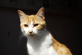 橘猫