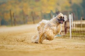 阿富汗猎犬
