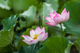 莲花池