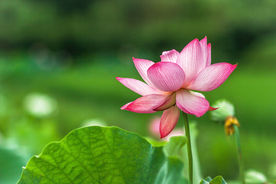 红莲花