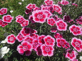 石竹花
