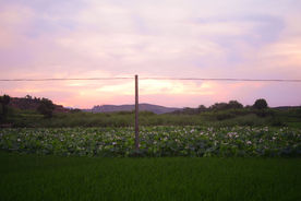 夕阳田野