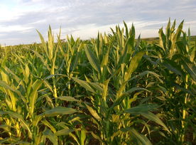 玉米地