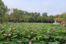 美丽荷花池塘
