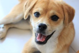 狗狗大米