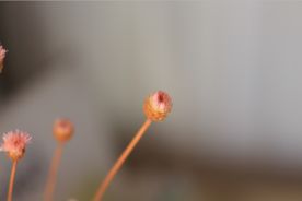小干花