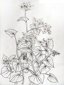原创手绘 工笔 荞麦 五谷杂粮