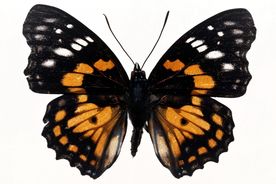 蝴蝶全景 蝴蝶标本 蝴蝶素材