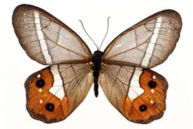 蝴蝶全景 蝴蝶标本 蝴蝶素材