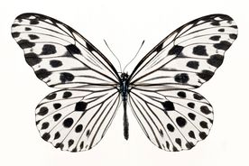 蝴蝶全景 蝴蝶标本 蝴蝶素材