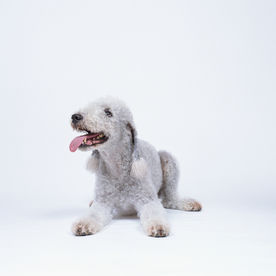 狗 犬类 家禽家畜 哺乳动物