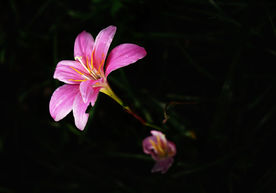 葱莲