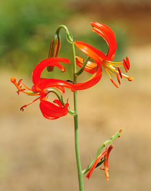 山丹花 山丹丹 百合花 百合园