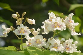 黄金树花