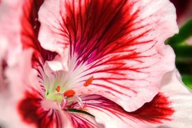 天竺葵花
