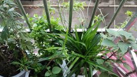 阳台绿色植物