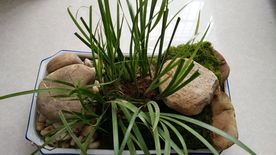 石菖蒲