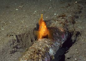 海洋生物 蓝色海洋 海底鱼类