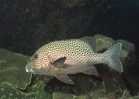海洋生物 蓝色海洋 海底鱼类